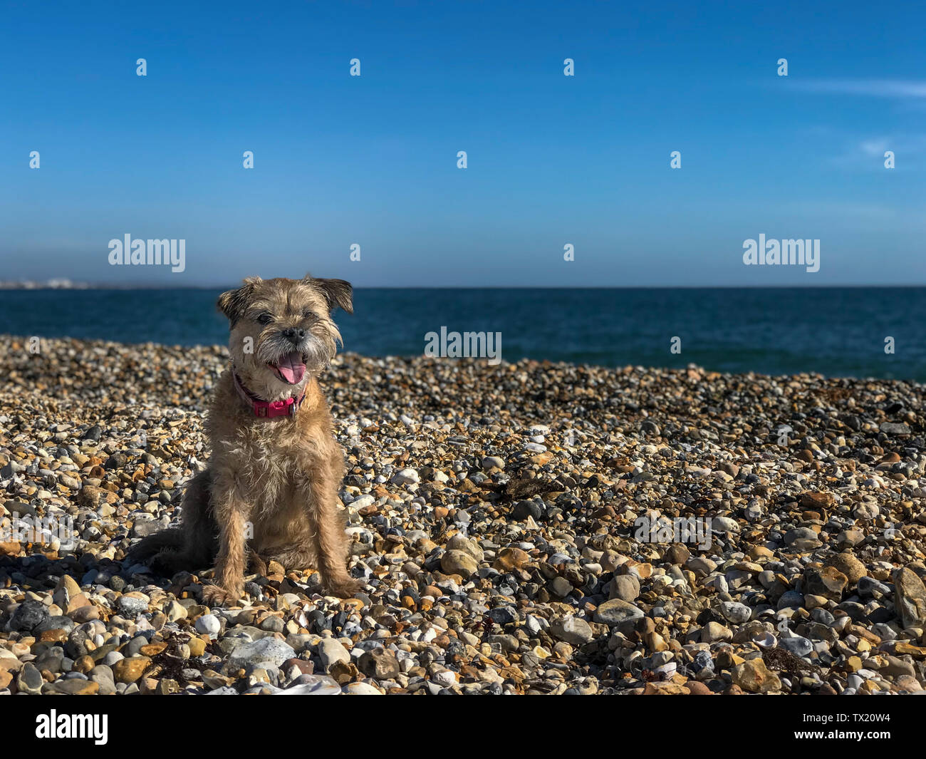 Border Terrier cane sulla stoney spiaggia a Pagham vicino a Chichester Foto Stock