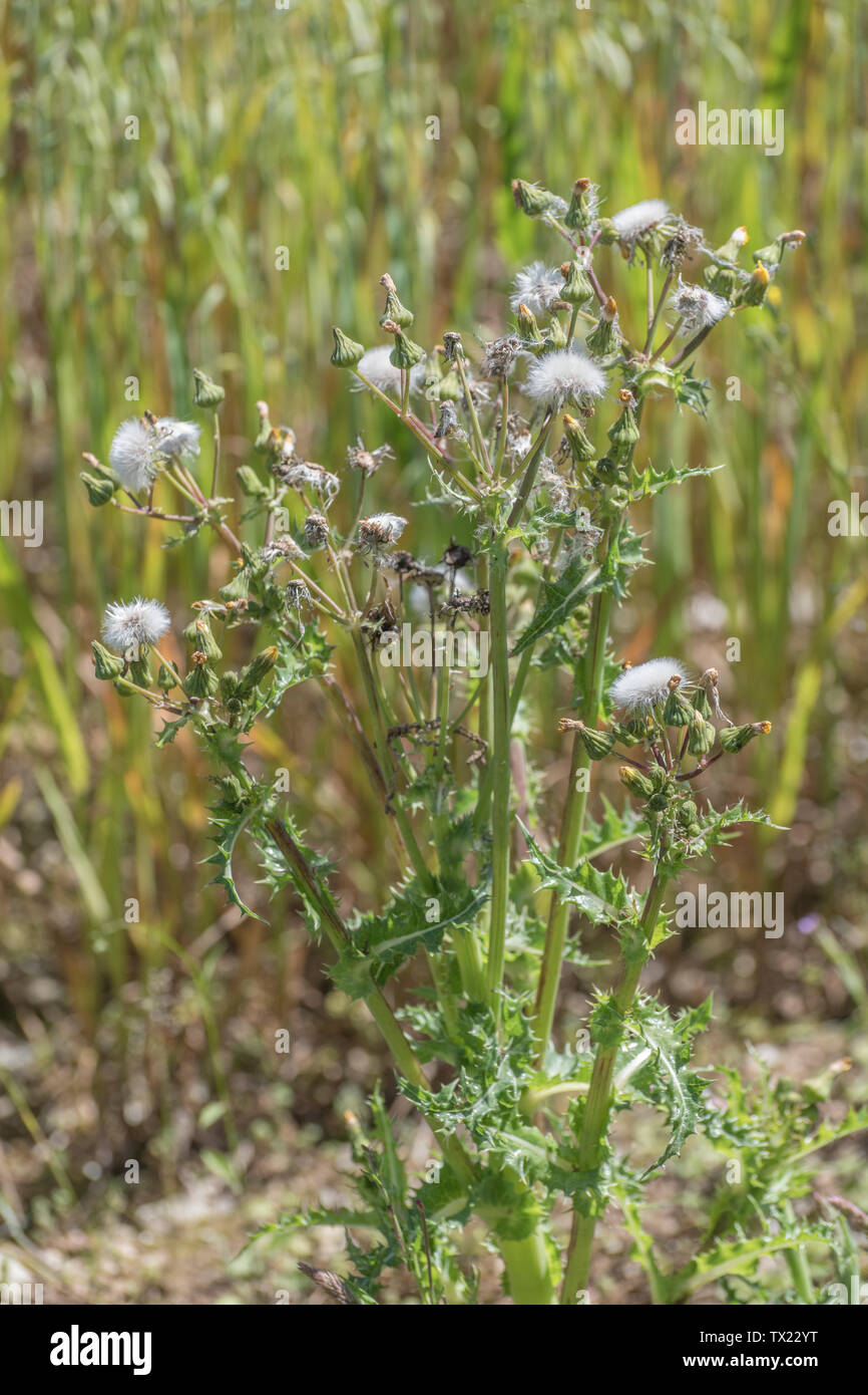 Fiori gialli, boccioli e fiori morti di fico d'India Sow-thistle / Sonchus asper crescendo in procinto di un campo arabile. Foto Stock