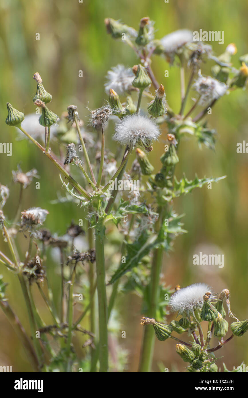 Fiori gialli, boccioli e fiori morti di fico d'India Sow-thistle / Sonchus asper crescendo in procinto di un campo arabile. Foto Stock