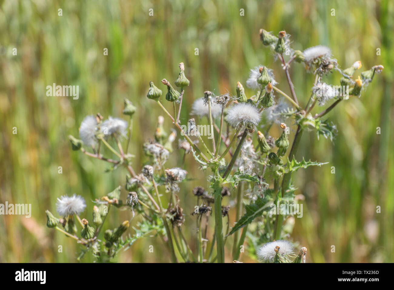 Fiori gialli, boccioli e fiori morti di fico d'India Sow-thistle / Sonchus asper crescendo in procinto di un campo arabile. Foto Stock