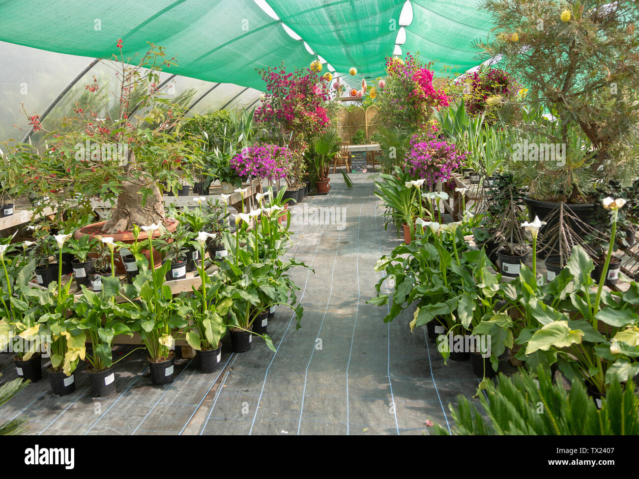 Urban Jungle vivaio e cafe, Beccles, Suffolk, Inghilterra, Regno Unito - Tunnel tropicale Foto Stock