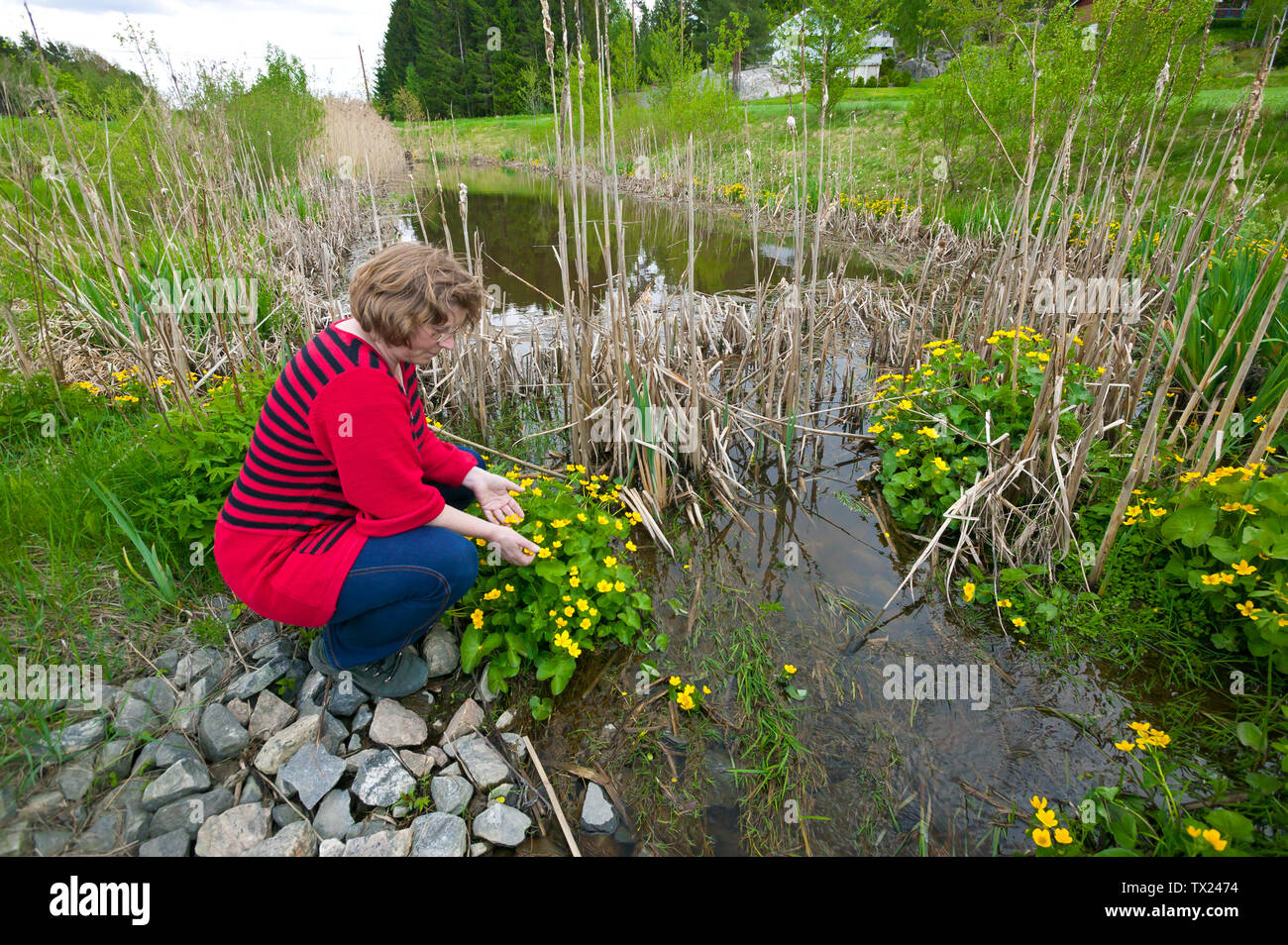 L ex leader della morsa progetto Helga Gunnarsdottir presso una delle dighe del filtro vicino al lago Vansjø in Østfold, Norvegia. Lo scopo del progetto morsa è quello di migliorare la qualità delle acque del lago e le dighe di filtro sono di filtraggio acqua dall'agricoltura. Il lago Vansjø e i suoi dintorni di laghi e fiumi sono una parte dell'acqua sistema chiamato Morsavassdraget. Maggio, 2010. Foto Stock
