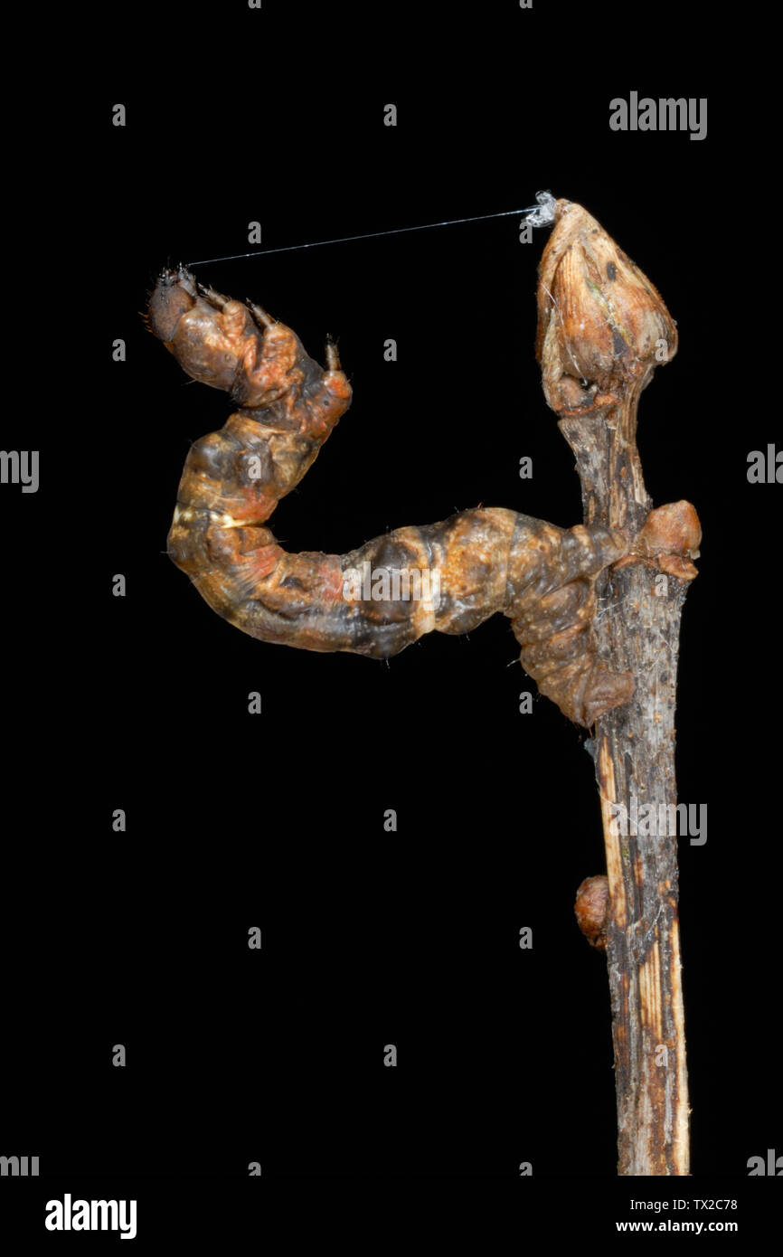 Viola Thorn moth caterpillar (Selenia tetralunaria) dissimulata come un ramoscello nel Galles del Sud, Regno Unito Foto Stock