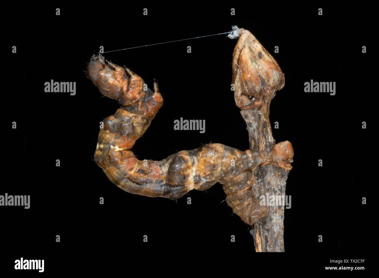 Viola Thorn moth caterpillar (Selenia tetralunaria) dissimulata come un ramoscello nel Galles del Sud, Regno Unito Foto Stock