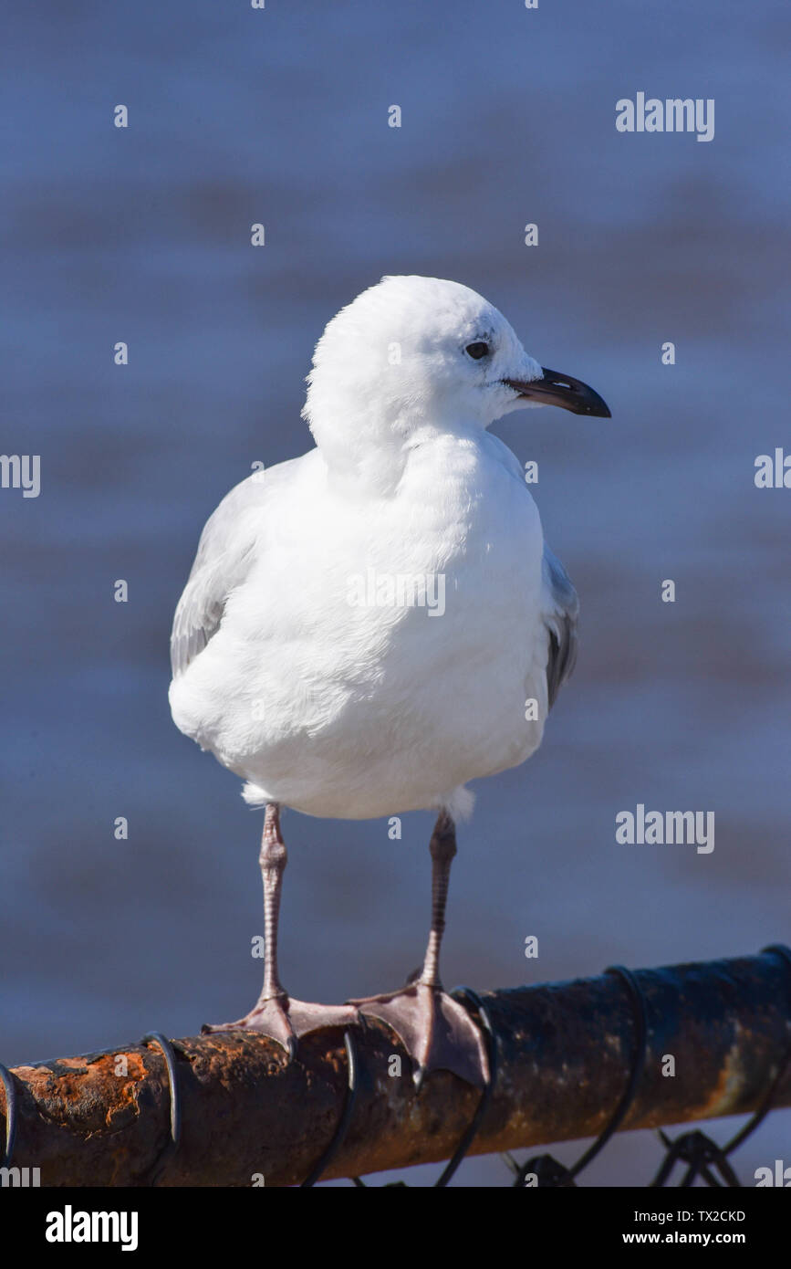 Single sea gull appollaiato Foto Stock