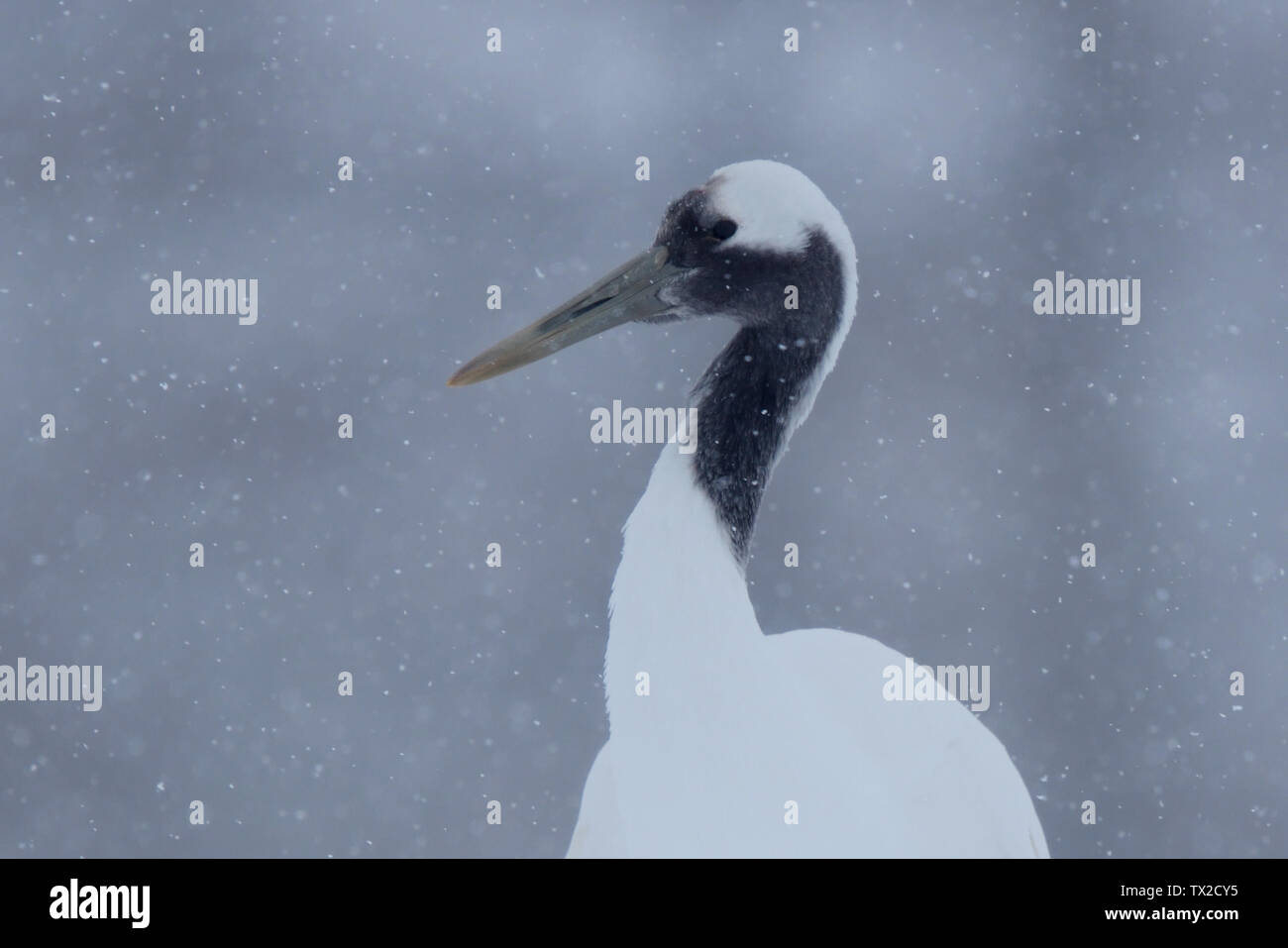 Rosso-Crowned Crane (Grus japonensis) testa nella caduta di neve sull Isola Hokkaido, Giappone Foto Stock