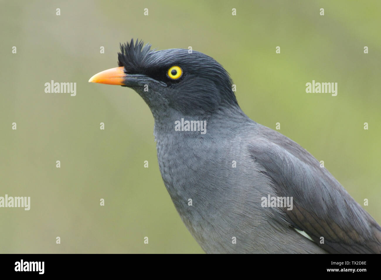 Jungle Myna (Acridotheres fuscus) nel Parco Nazionale di Kaziranga, Assam, India Foto Stock