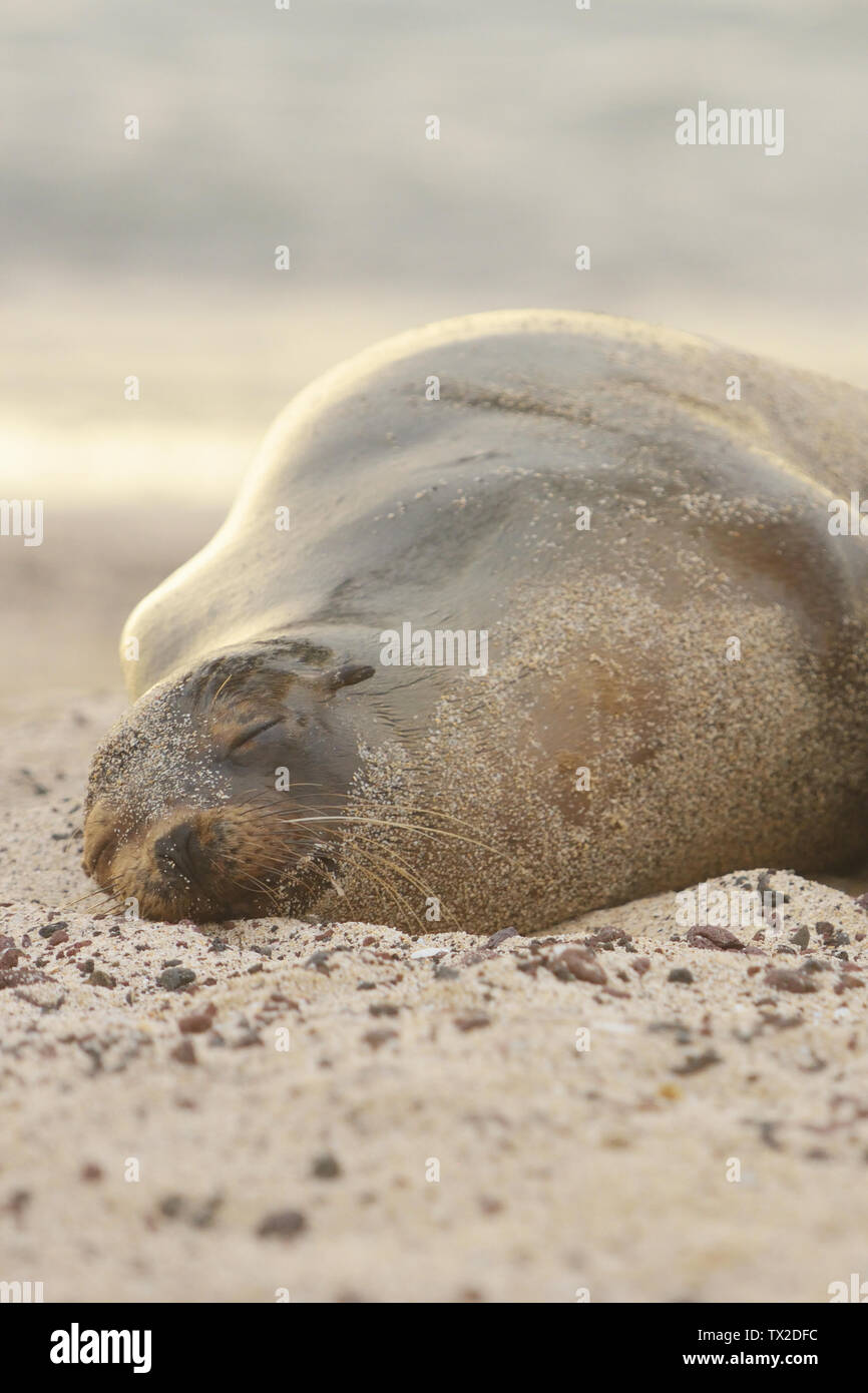 Le Galapagos i leoni di mare (Zalophus wollebaeki) dormire sulla spiaggia di San Cristobal Island e le Isole Galapagos. Foto Stock