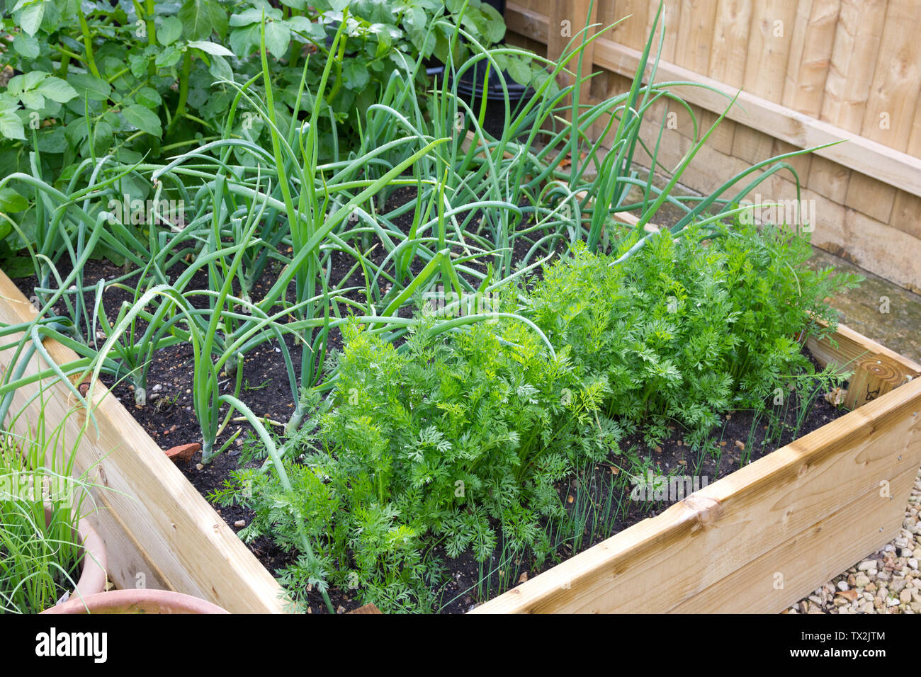 Le carote e le cipolle in crescita in un letto rialzato Foto Stock