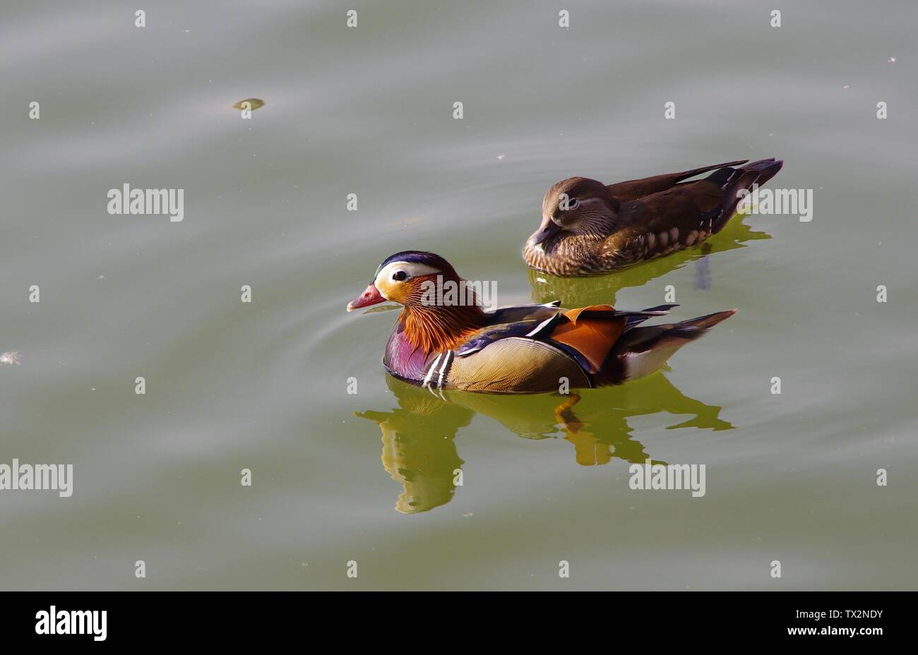 Una coppia di anatre di mandarino gioca nell'acqua. Foto Stock