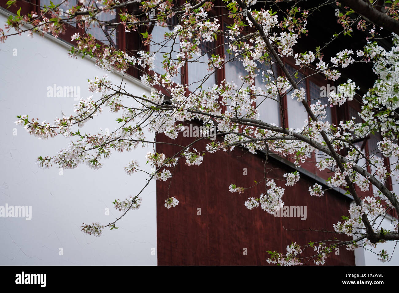 Fiori Ciliegio al tempio Hanshan a Suzhou Foto Stock