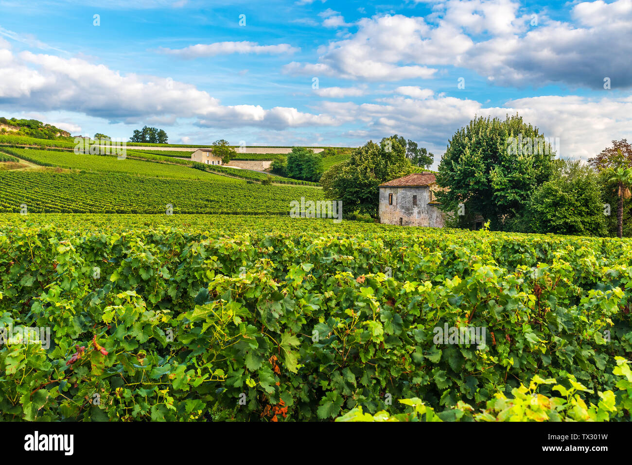 Vigneti di Bordeaux bellissimo paesaggio di Saint Emilion vigna in Francia nel giorno di sole Foto Stock