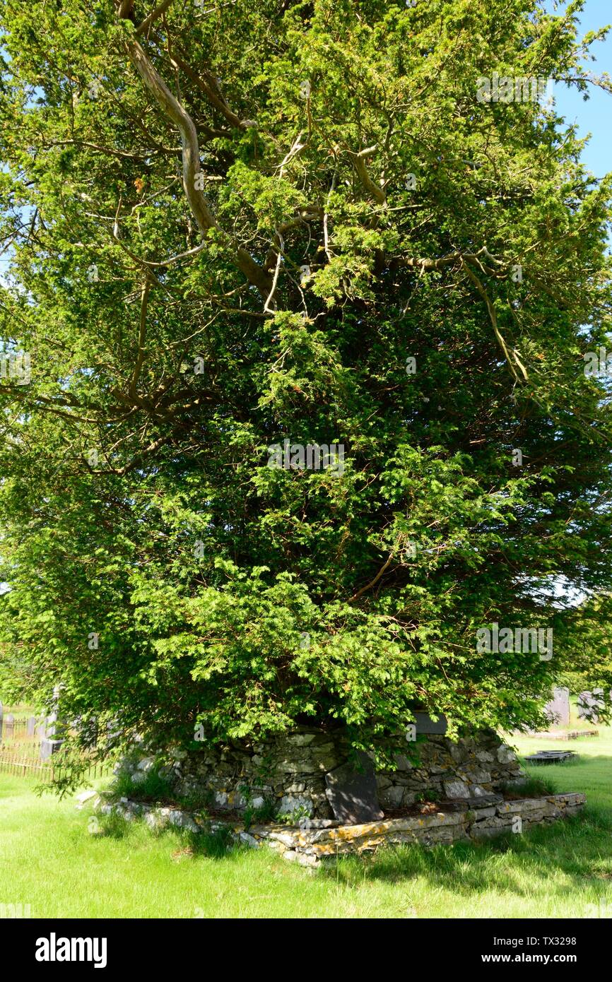 Antico albero di Yew Stratra Florida rovinato Cistrercian Abbazia Abati Ystrad Fflur contrassegnando la tomba del XIV secolo del poeta Dafydd ap Gwylim Galles Cymru REGNO UNITO Foto Stock