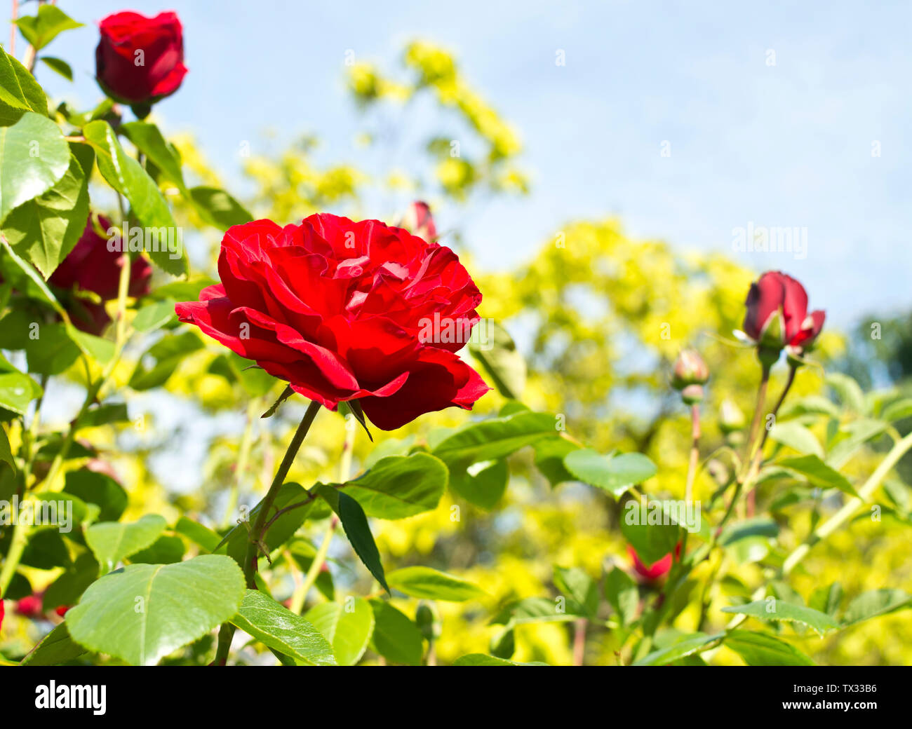 Bella rossa la baia di Dublino rose, contro un cielo blu. Foto Stock