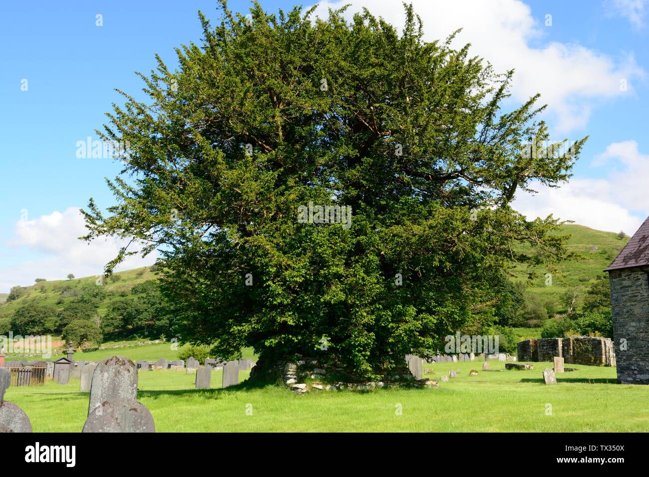 Antico albero di Yew Stratra Florida rovinato Cistrercian Abbazia Abati Ystrad Fflur contrassegnando la tomba del XIV secolo del poeta Dafydd ap Gwylim Galles Cymru REGNO UNITO Foto Stock