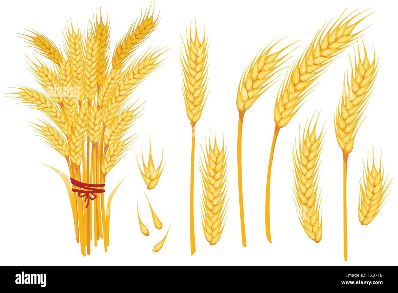 Set di grano giallo spikelets mature e i chicchi di grano piatta illustrazione vettore isolato su sfondo bianco. Illustrazione Vettoriale