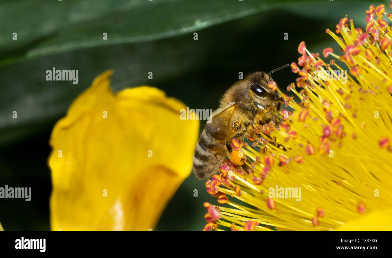 In via di estinzione il miele delle api in cerca di nettare e impollinare i fiori Foto Stock