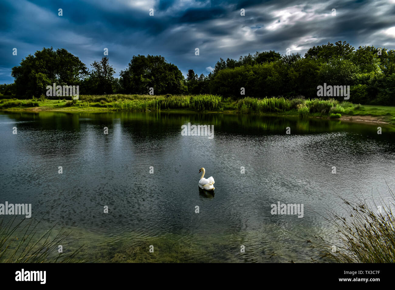 Un solitario swan nuota su un lago, come nubi in rotolo. Foto Stock