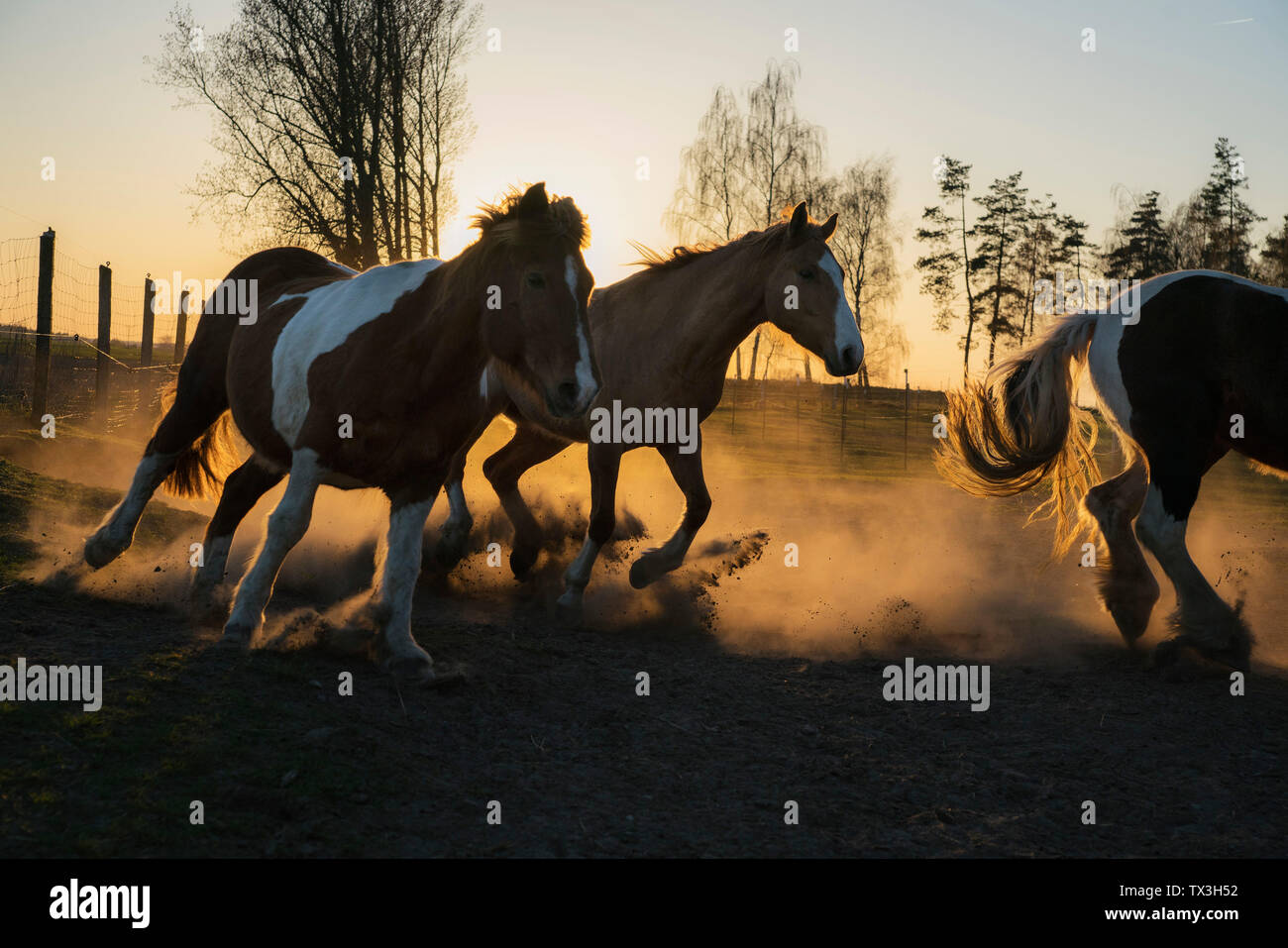 Cavalli in esecuzione in un idilliaco pascolo al tramonto, Wiendorf, Mecklenburg, Germania Foto Stock