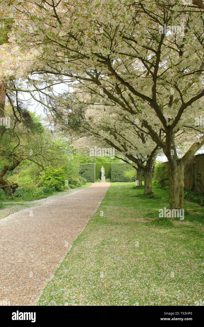 Prunus. Fiore di Ciliegio avenue a Doddington Hall e giardini, Lincolnshire in primavera. Inghilterra, Regno Unito Foto Stock