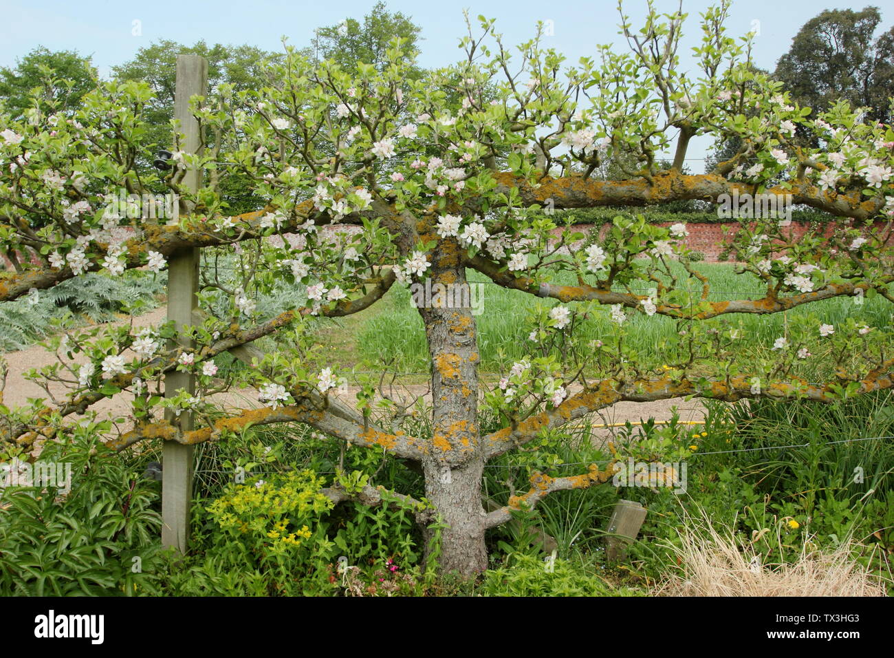 Malus. Addestrati a spalliera melo in orto a Doddington Hall e giardini, Lincolnshire, Regno Unito Foto Stock