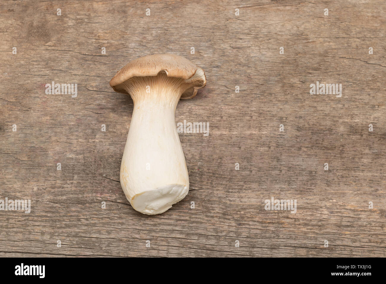 Re Oyster fungo su sfondo di legno. Pleurotus eryngii Foto Stock