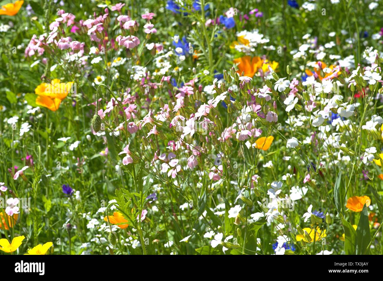 Schleswig, Deutschland. Il 22 giugno, 2019. 22.06.2019, un letto disposti con molti fiori selvatici colorati al Kalberteich NEL LAND SCHLESWIG. I fiori di campo sono stati piantati per gli insetti. Credito: dpa/Alamy Live News Foto Stock