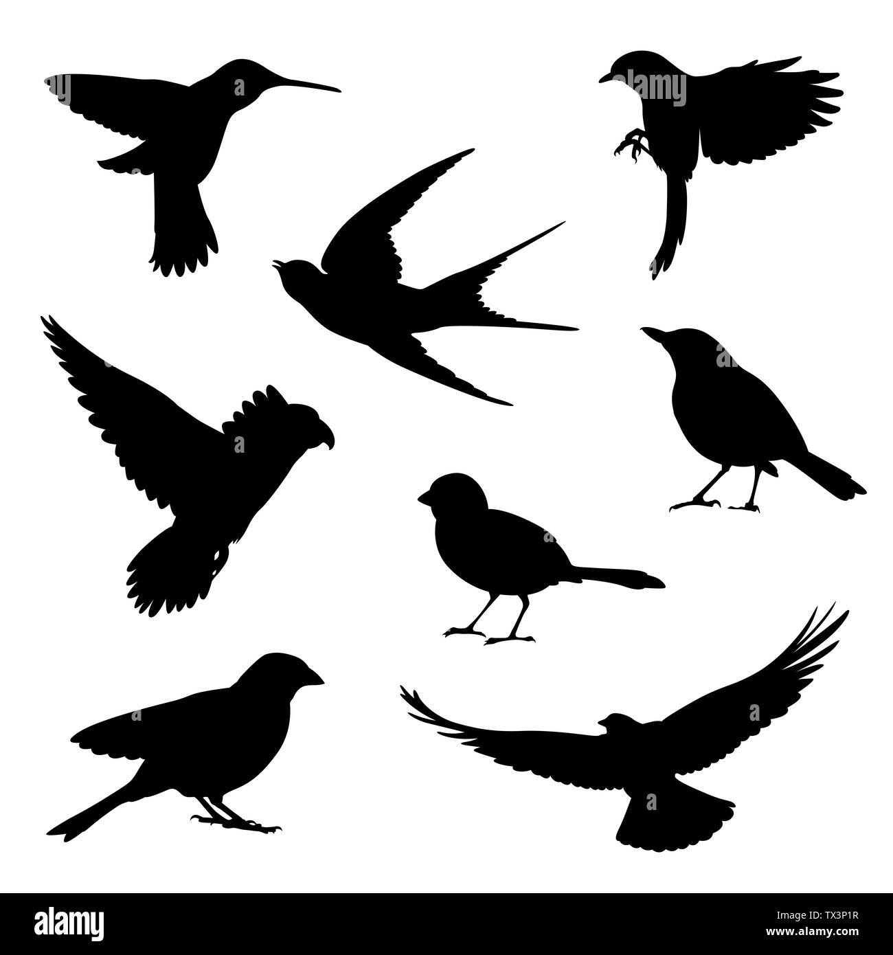 Silhouette di uccelli illustrazione impostato su sfondo bianco Foto Stock