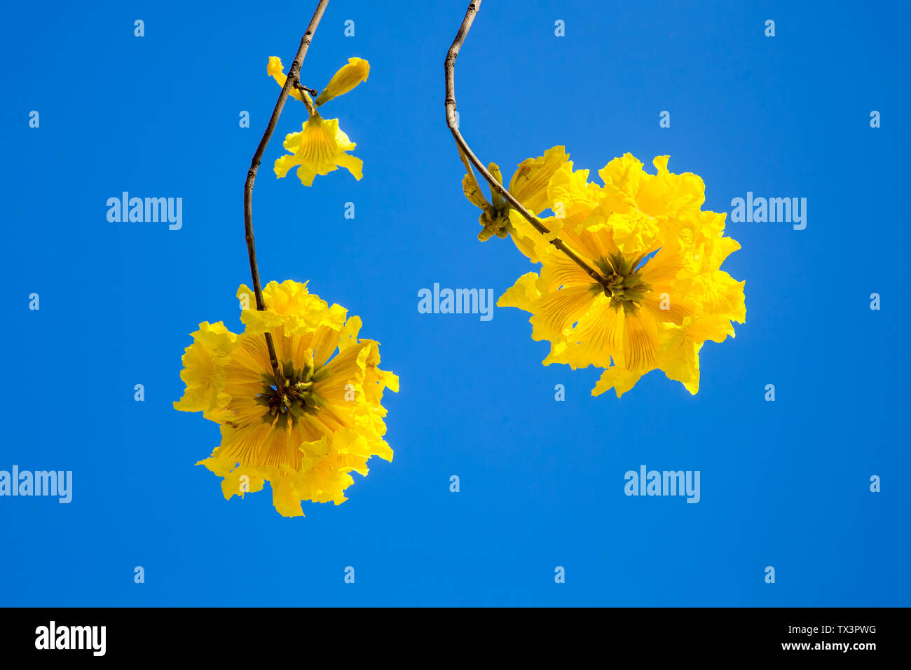 Giallo tabebuia fiorisce sul cielo blu sullo sfondo,Fuzhou,Cina Foto Stock