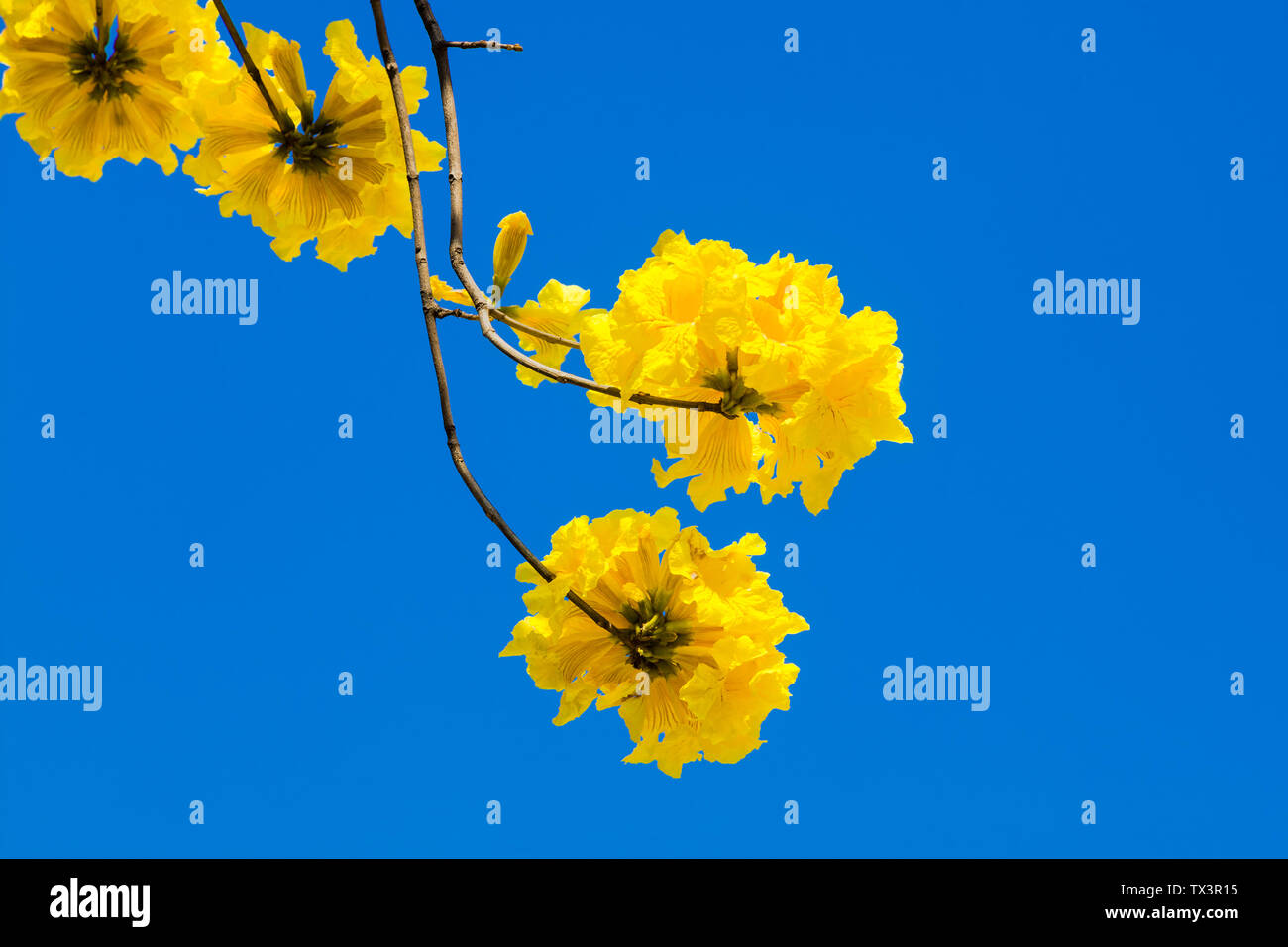 Giallo tabebuia fiorisce sul cielo blu sullo sfondo,Fuzhou,Cina Foto Stock