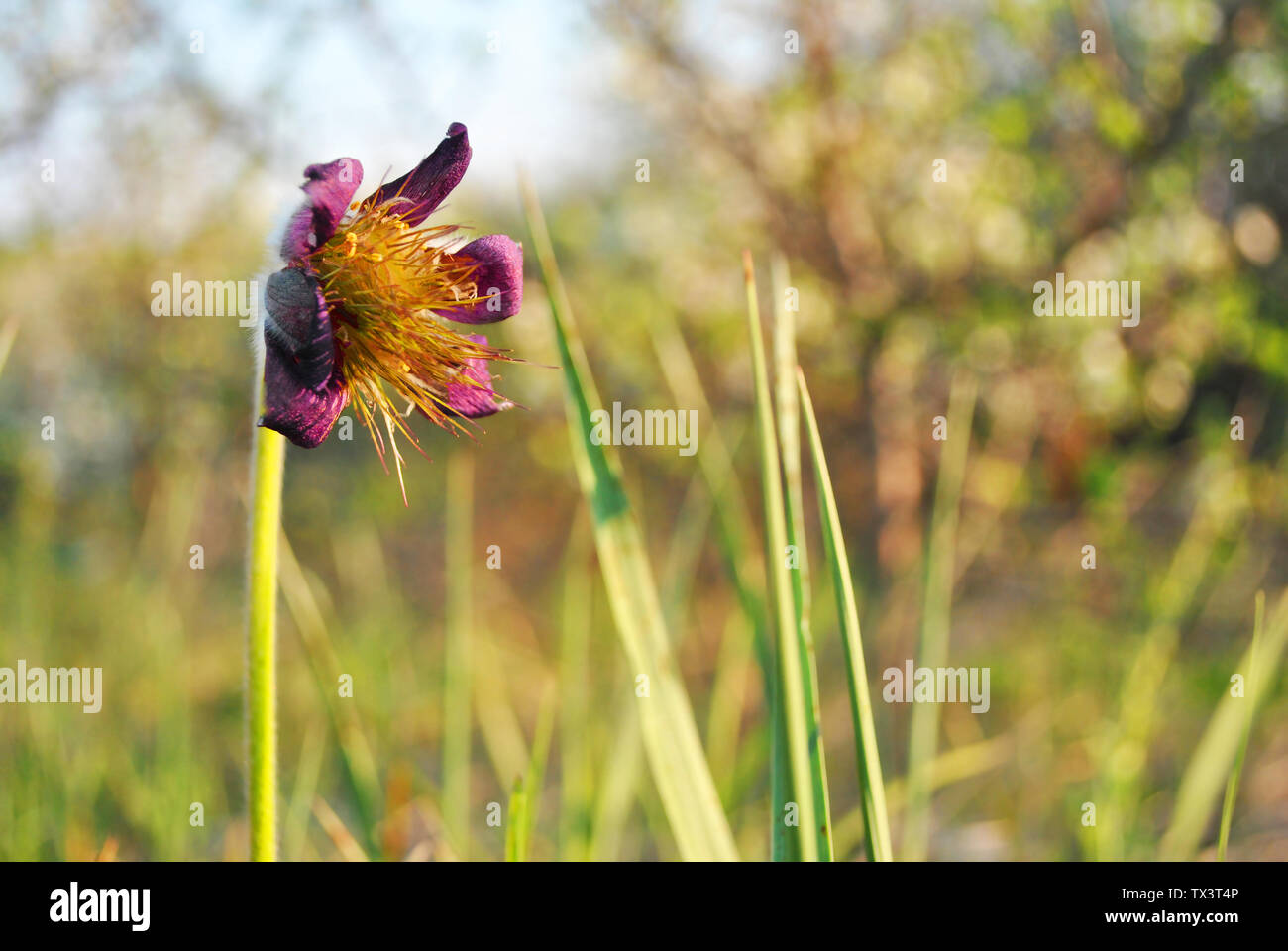 Pianta con i fiori di Pulsatilla patens (pasqueflower Orientale, prateria crocus, anemone cutleaf) petali color porpora e giallo pistillo hairy fogliame close up Foto Stock