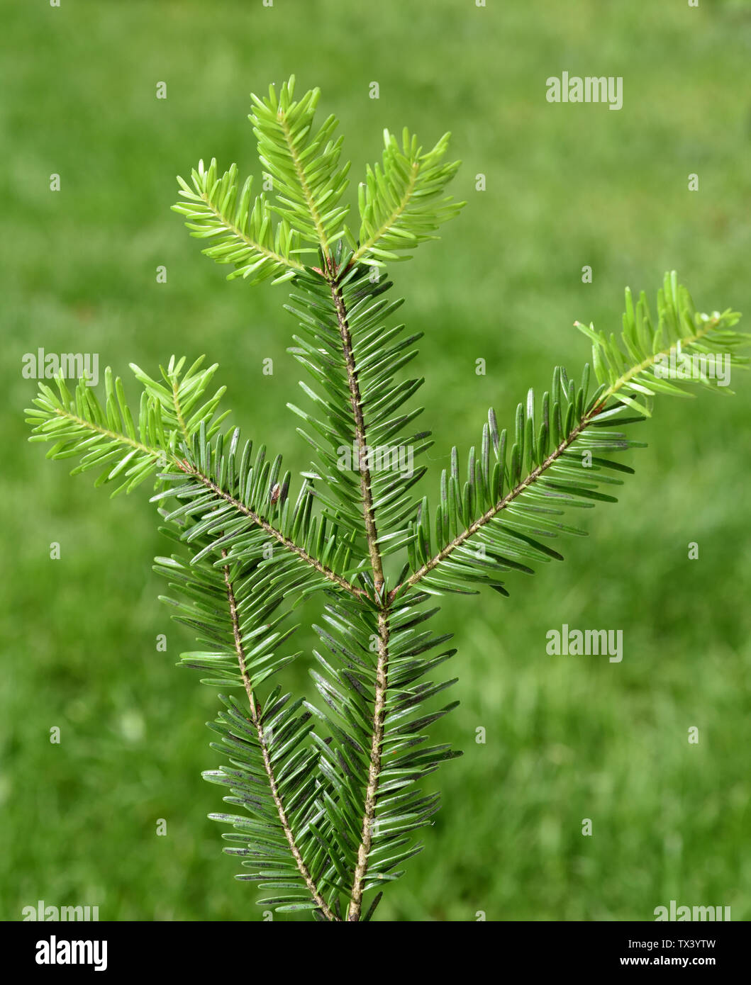 Tannenzweig, Abies alba, Konifere Foto Stock