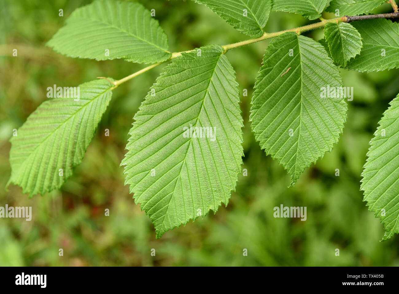 Flatterulme, Ulme, Ulmus leavis Foto Stock