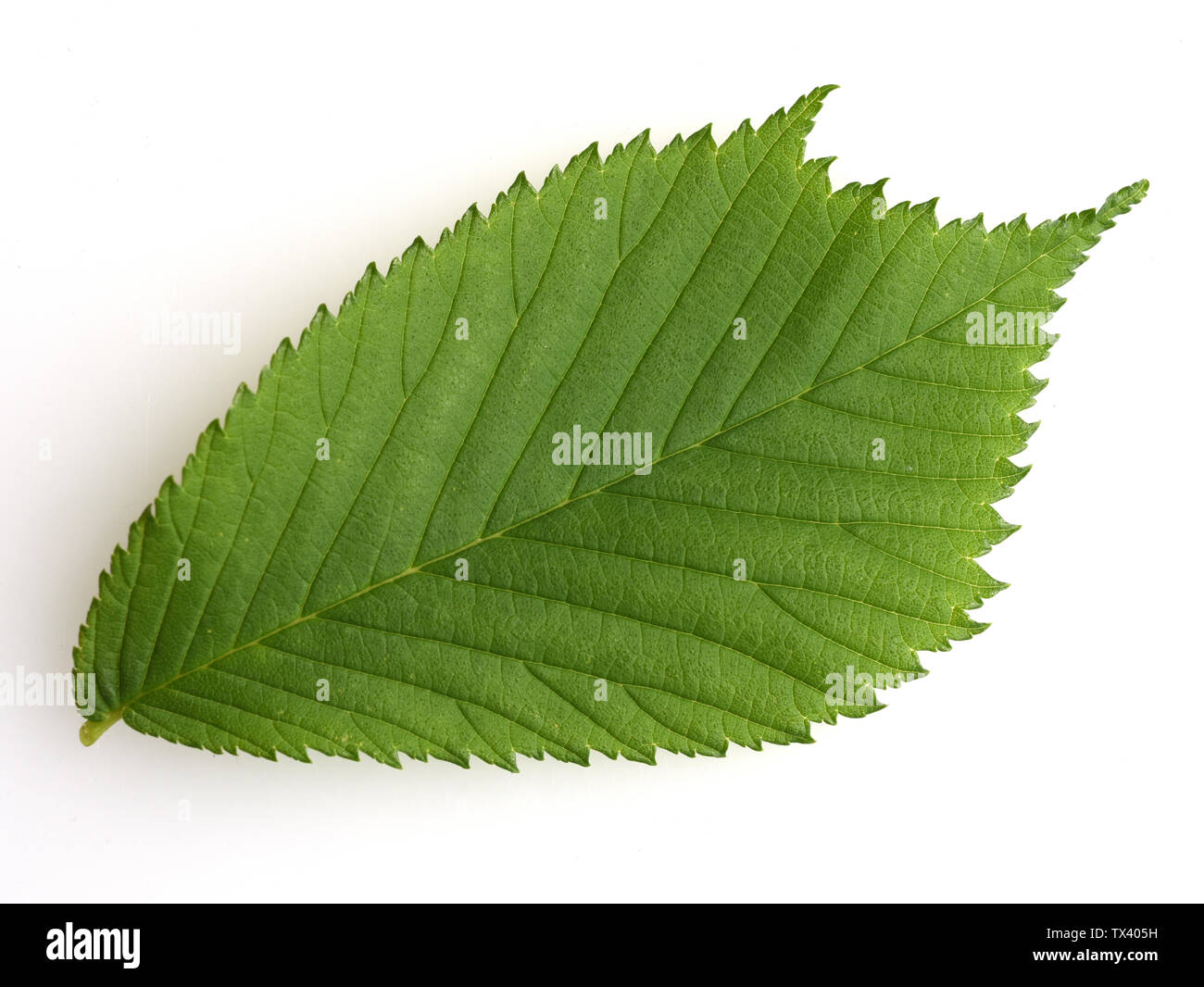 Flatterulme, Ulme, Ulmus leavis Foto Stock