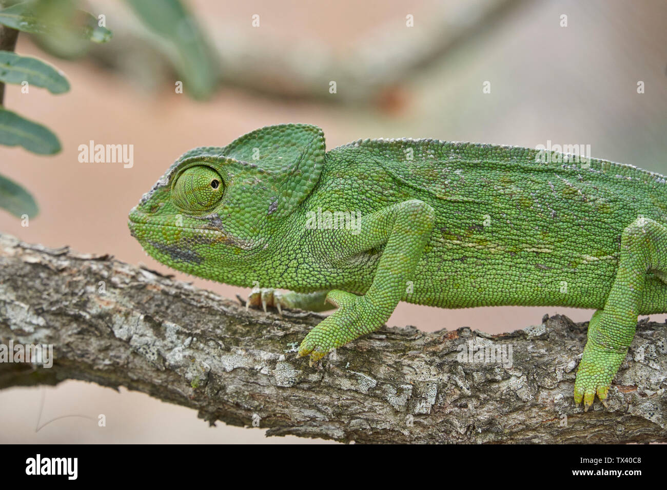Camaleonte comune (Chamaeleo chamaeleon) nel sud della Spagna. Andalusia Malaga. Rettile in pericolo di estinzione. Foto Stock