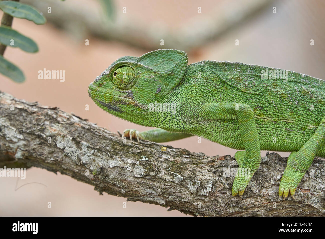 Camaleonte comune (Chamaeleo chamaeleon) nel sud della Spagna. Andalusia Malaga. Rettile in pericolo di estinzione. Foto Stock
