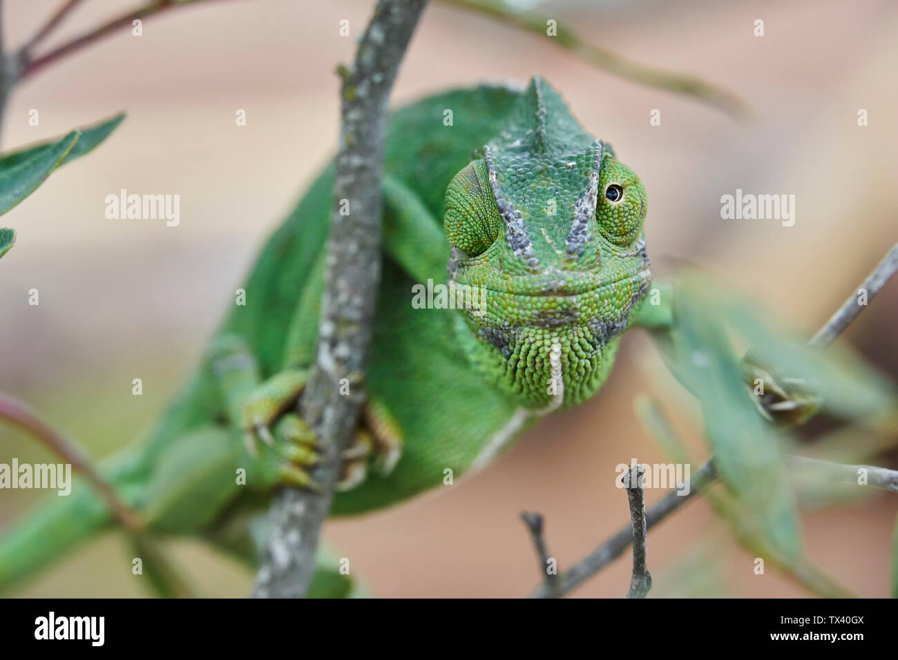 Camaleonte comune (Chamaeleo chamaeleon) nel sud della Spagna. Andalusia Malaga. Rettile in pericolo di estinzione. Foto Stock