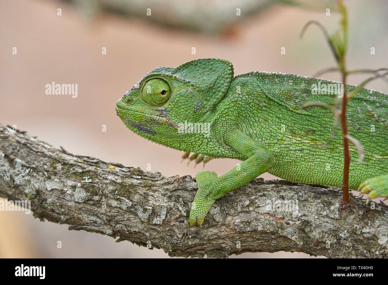 Camaleonte comune (Chamaeleo chamaeleon) nel sud della Spagna. Andalusia Malaga. Rettile in pericolo di estinzione. Foto Stock