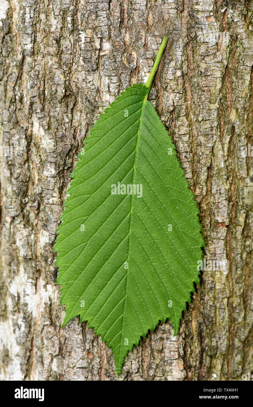 Flatterulme, Ulme, Ulmus leavis Foto Stock