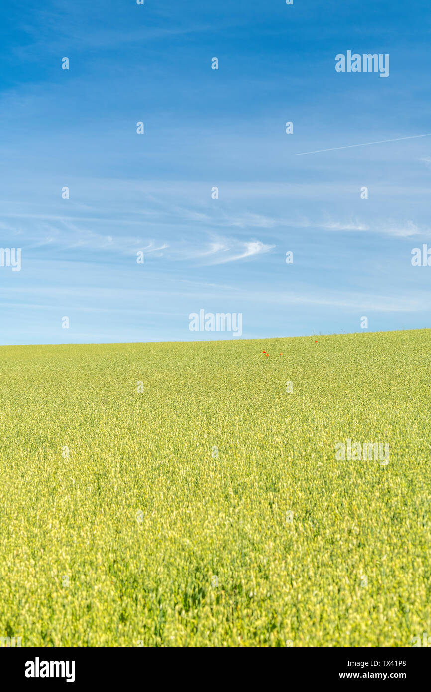 Papavero rosso / Corn Poppy - Papaver rhoeas - nel campo di maturazione di avena / Avena sativa nella luce del sole. Cibo crescente nel campo. Foto Stock