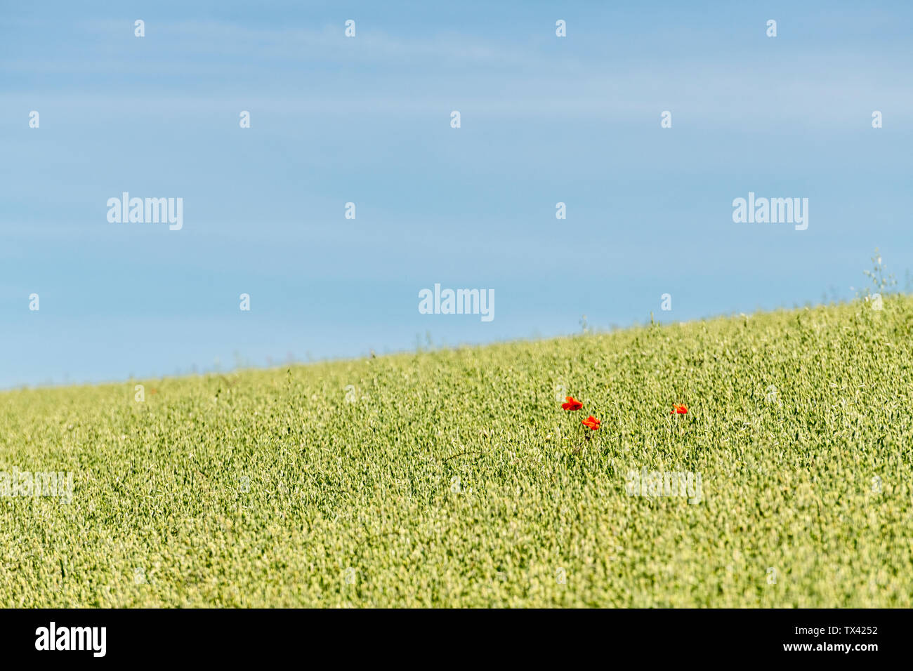 Papavero rosso / Corn Poppy - Papaver rhoeas - nel campo di maturazione di avena / Avena sativa nella luce del sole. Foto Stock