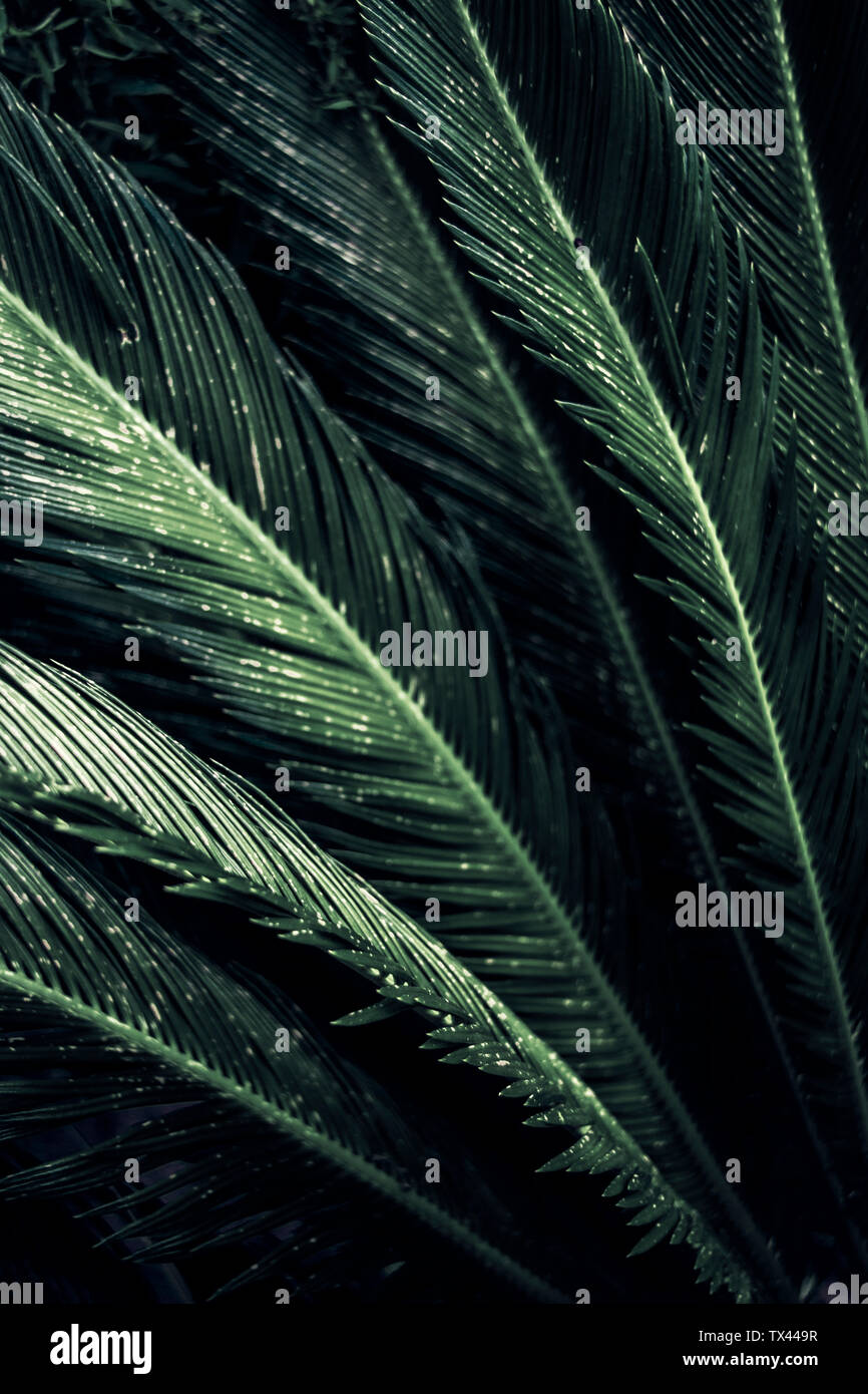 Close-up di foglie di sago palm, Cycas revoluta Foto Stock