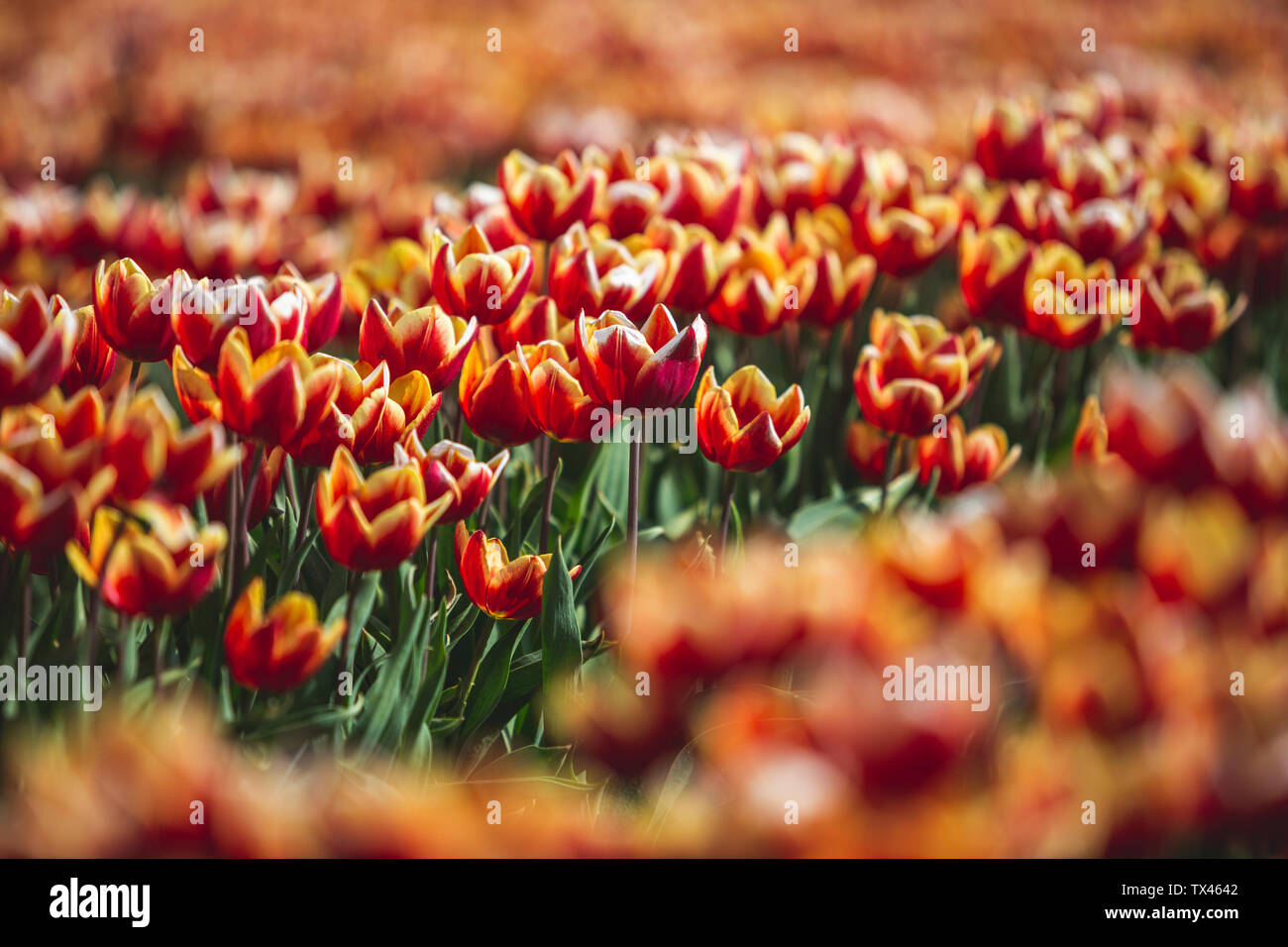 Germania, campo di tulipani Foto Stock