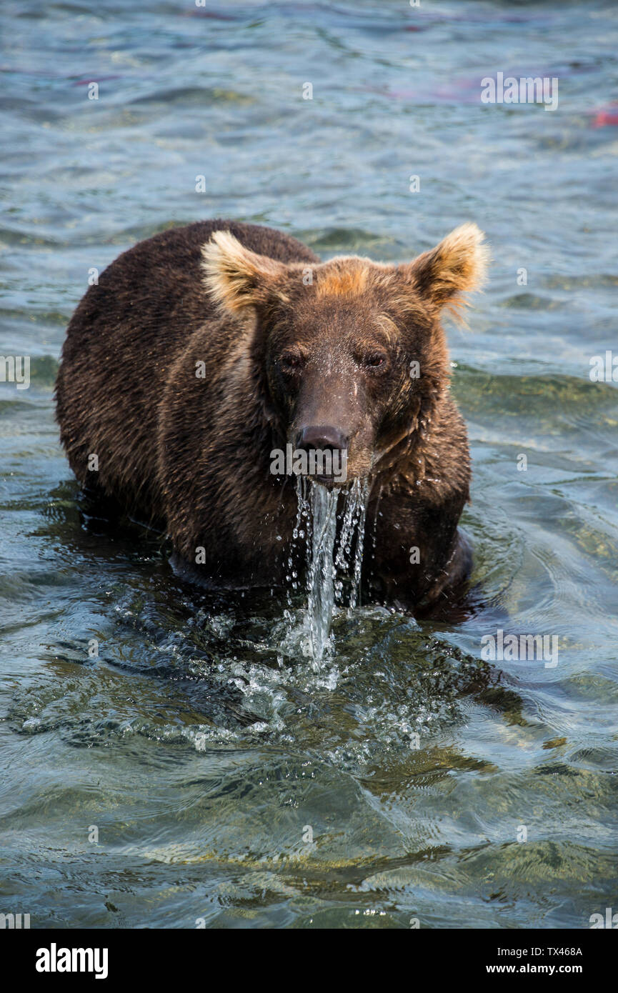Russia, Kamchatka, Kurile lago, Kamchatka l'orso bruno (Ursus arctos beringianus Foto Stock