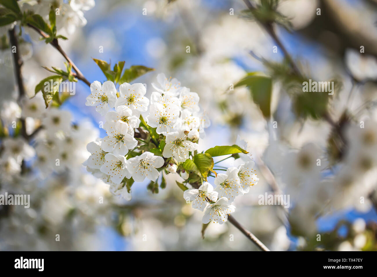 Cherry Tree blossom Foto Stock