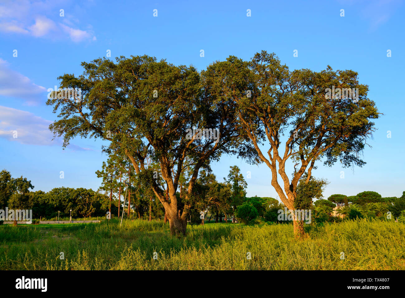 Francia, Corsica, San Pellegrino, vecchie querce da sughero Foto Stock