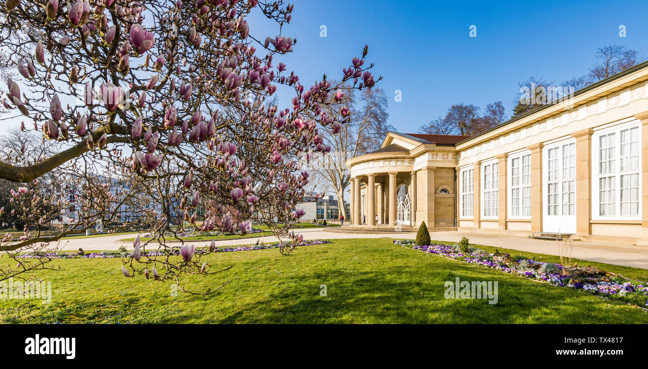 Germania, Stuttgart Bad Cannstatt, parco termale con Magnolia blossom Foto Stock