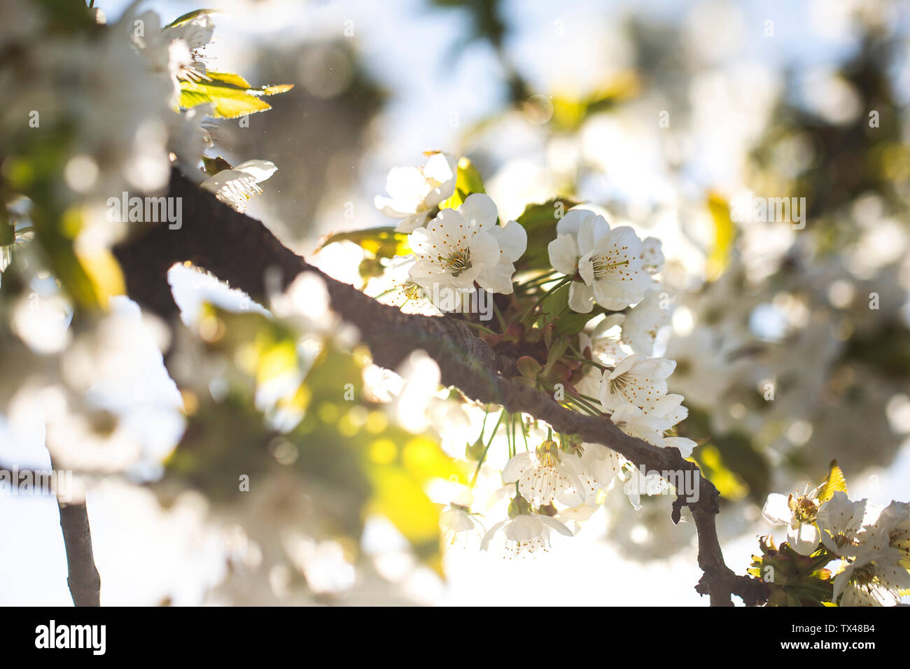 Cherry Tree blossom Foto Stock