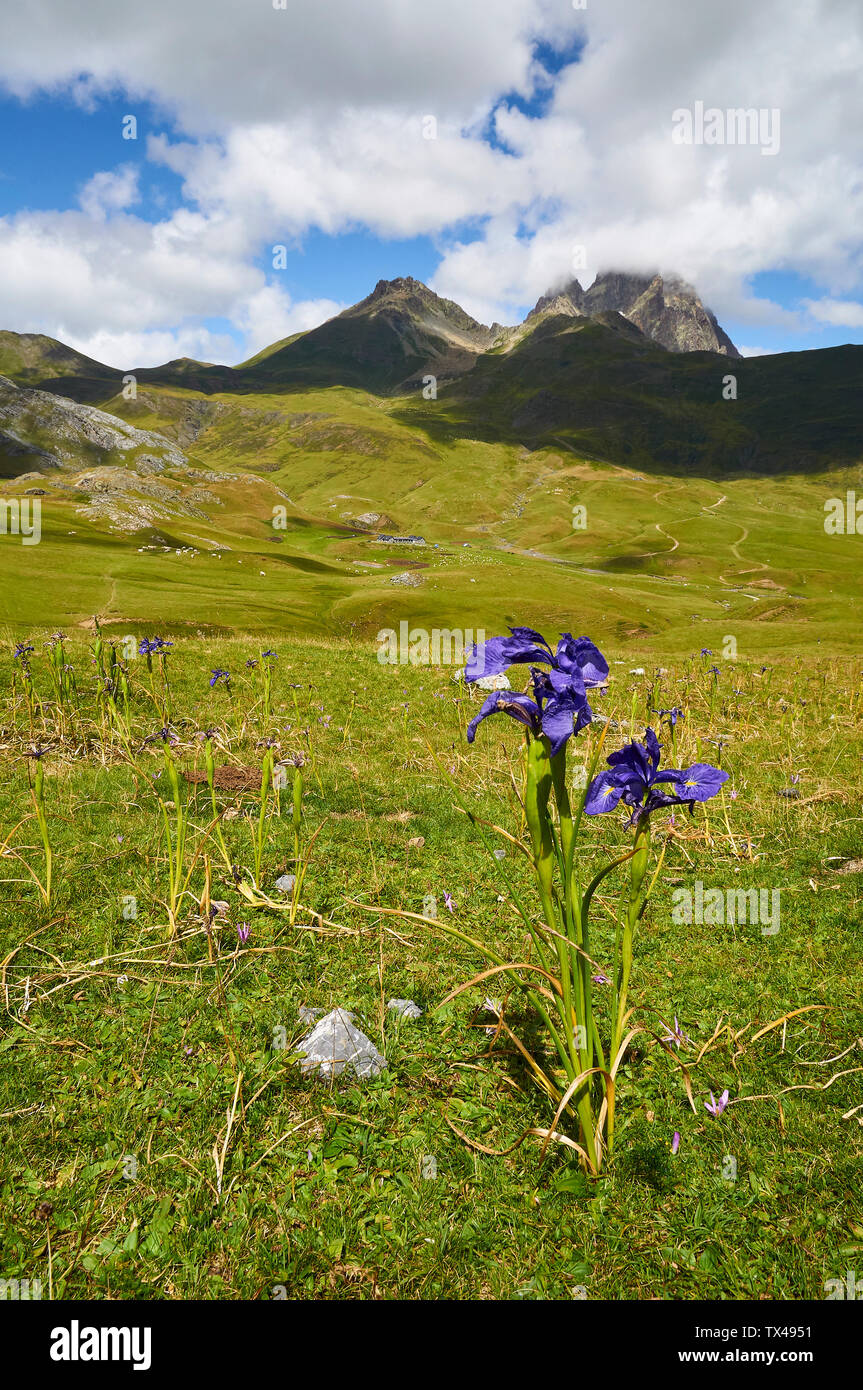 Inglese (iris Iris latifolia) in pascoli di alta montagna con Peyreget e Midi d'Ossau picchi (Col du Pourtalet, Portalet, Laruns, Pirenei, Francia) Foto Stock