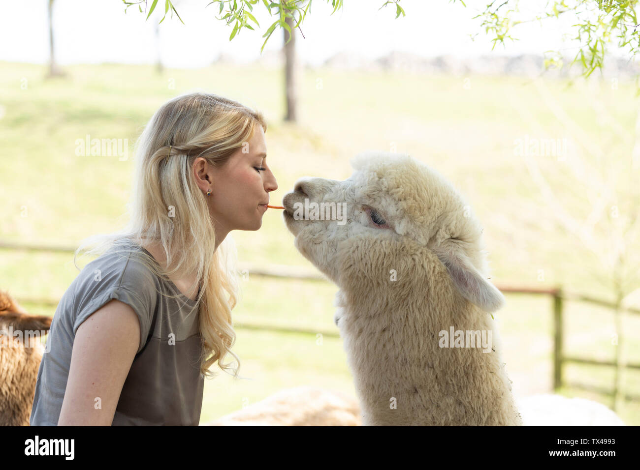 Donna alpaca alimentazione dalla bocca a bocca Foto Stock